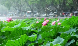 什么时候出梅今年